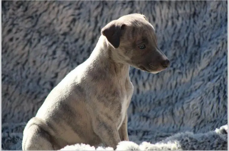 Whippet Welpen suchen einen Kuschelplatz auf Lebenszeit