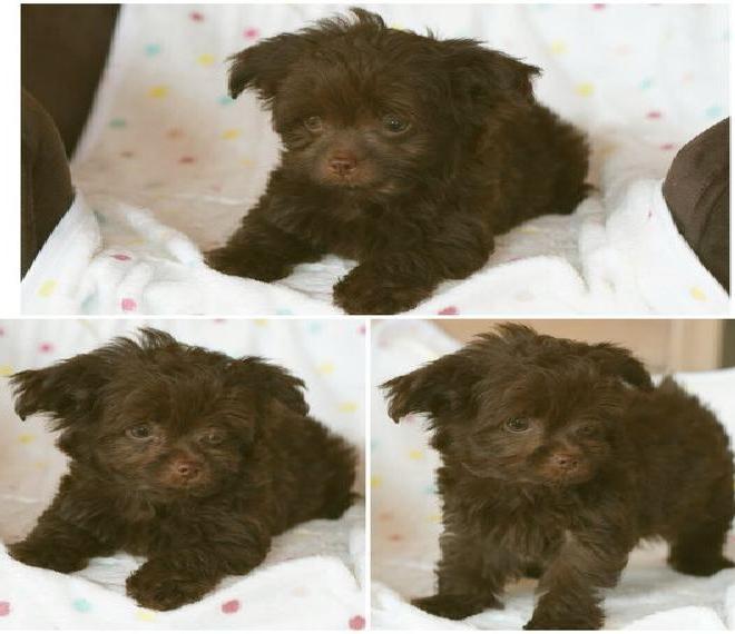 Unser wunderschöner Fips darf ausziehenTraumhafte Chipoo Chihuahua Pudel Babys