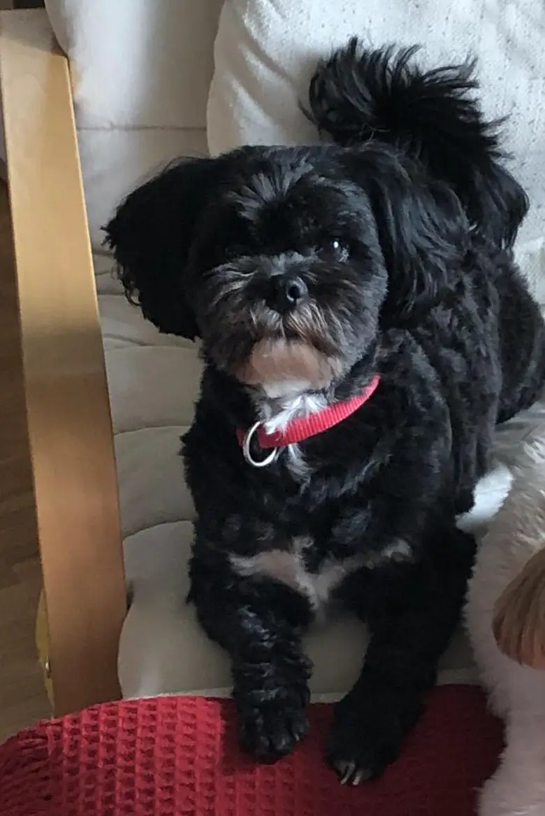 3,5-jähriger Shichon (= Shih Tzu, Bichon Frisé) sucht Zuhause