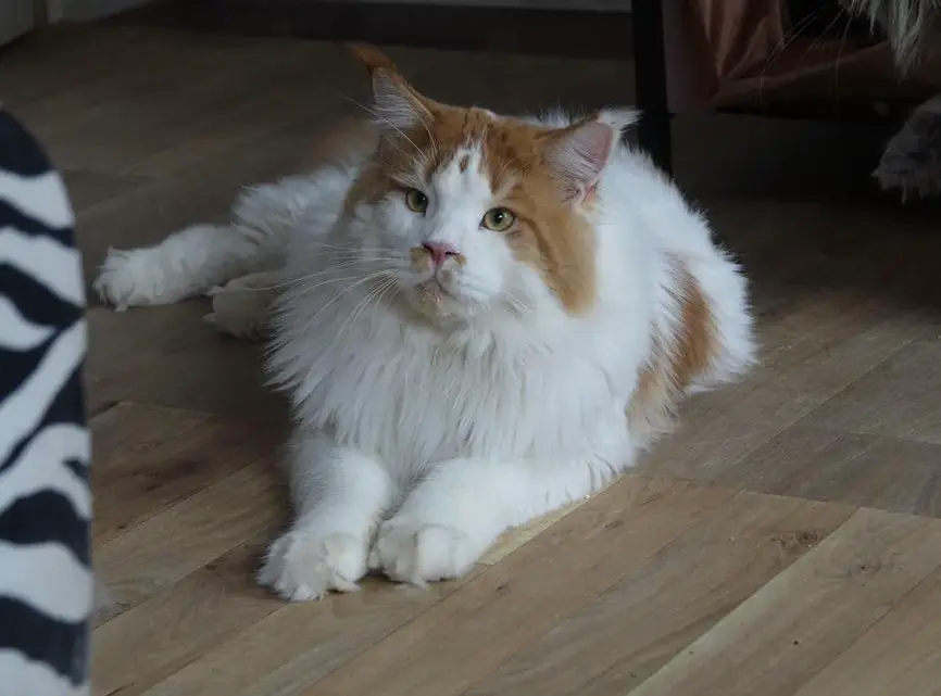 BIETE: Maine Coon Deckkater mit Stammbaum