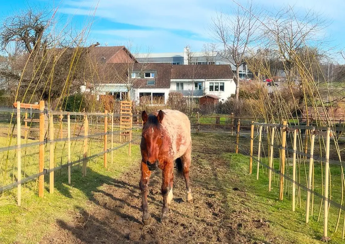 Erweiterung für Stallfeen-Team Appis Paddocktrail?