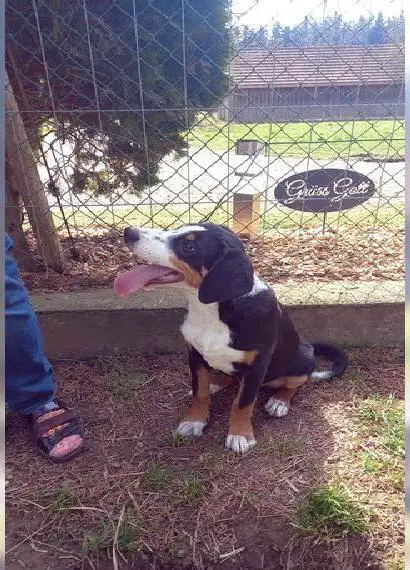 Reinrassige Appenzeller Sennenhund Welpe