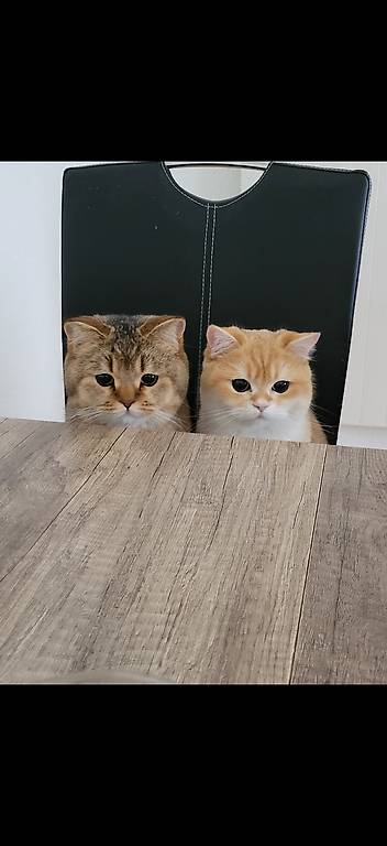 BKH-Brüdee suchen ein neues, schönes Zuhause