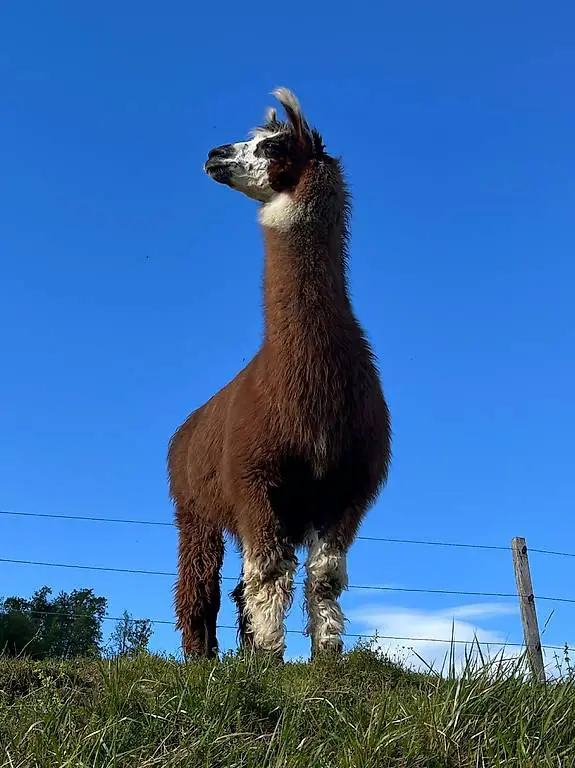 Lama Zuchthengst zu verkaufen