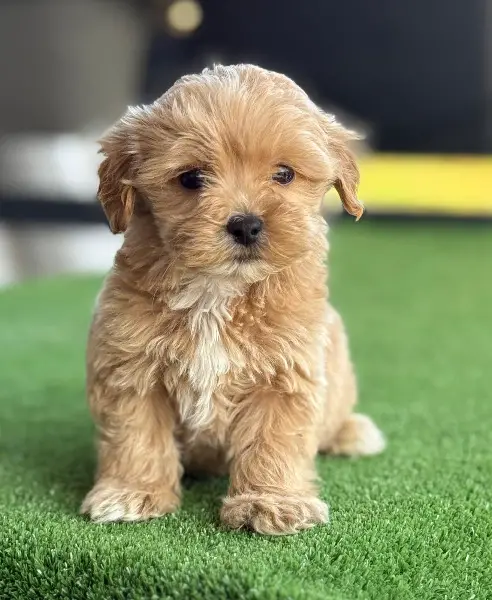 Maltipoo Welpen