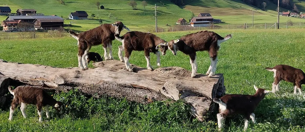 Toggenburger Ziegen sehr zahm zu verkaufen