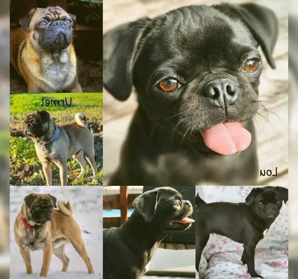 Mops Altdeutsche Mopszucht