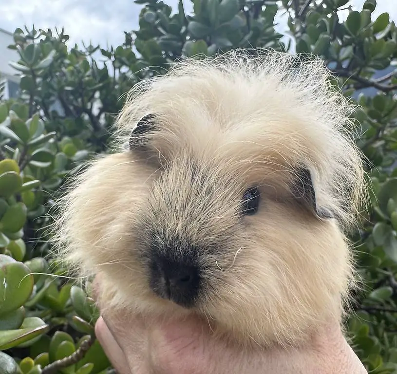 CH-Teddy Meerschweinchen Kastrat Creme California Schwarz 2