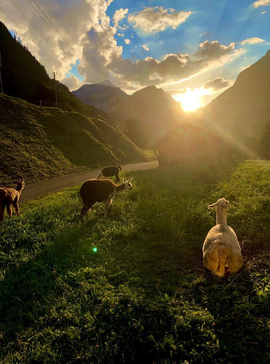 Verkauf: Lama Hengste - Lama Stuten