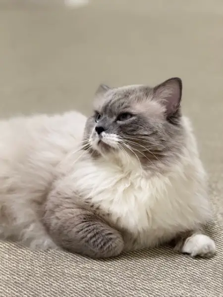 Ragdoll Deckkater