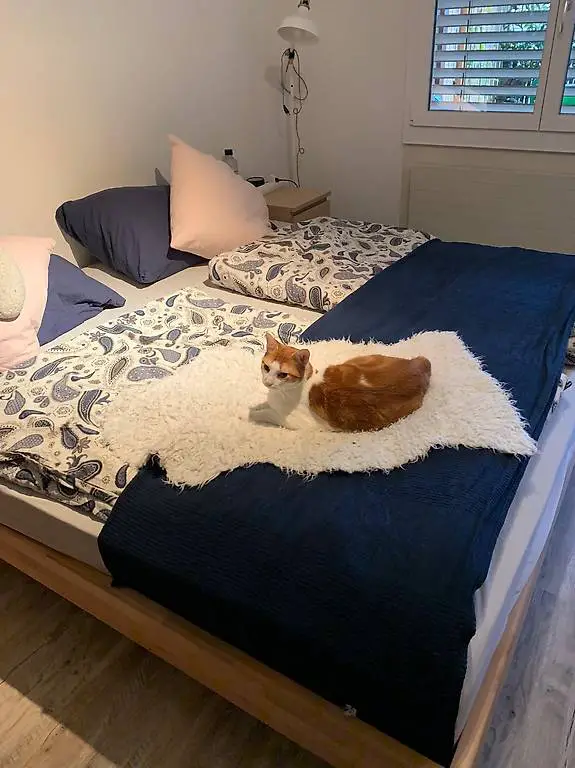 Gratis: Möbel Pfister Bett "Belle" zu verschenken