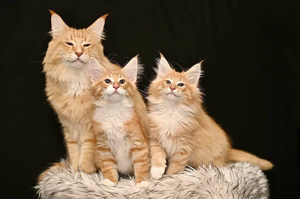 Wurfankündigung Kitten Norwegische Waldkatze