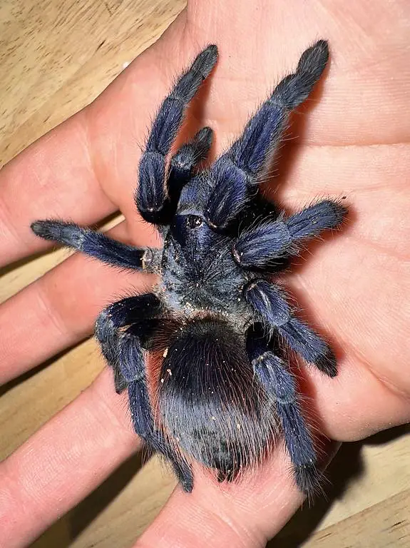 Vogelspinnenpärchen L. sazimai