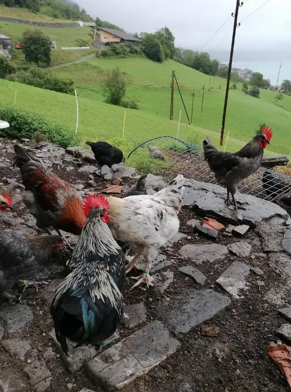 Schöne Marans Junghähne abzugeben