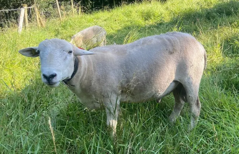 Nolana Schafe mit Papieren zu verkaufen