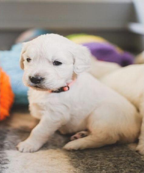 Wunderschöne weisse Golden Retriever Welpen aus Körzucht mit AT