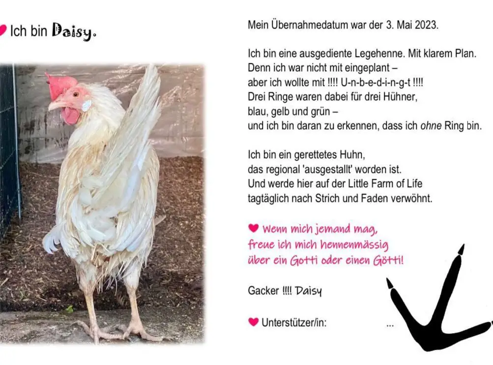 Hühnerpatenschaft für gerettete Legehennen bei «Little Farm of Life»