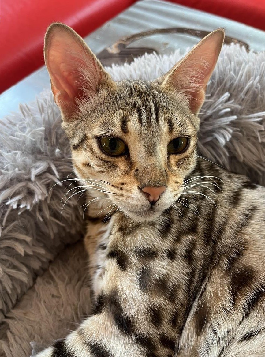 F4-Savannah Katze von CHSavannahs