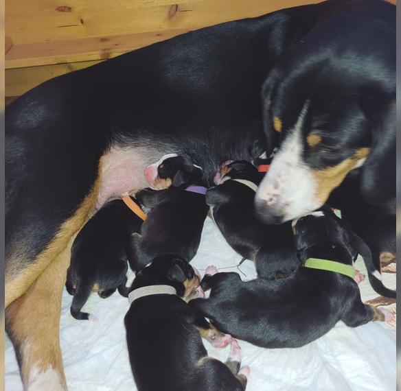 WurfankündigungEntlebucher-Sennenhund Welpen