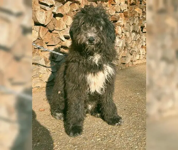 Perfekter Familienhund-Wunderschöner Aussiedoodle