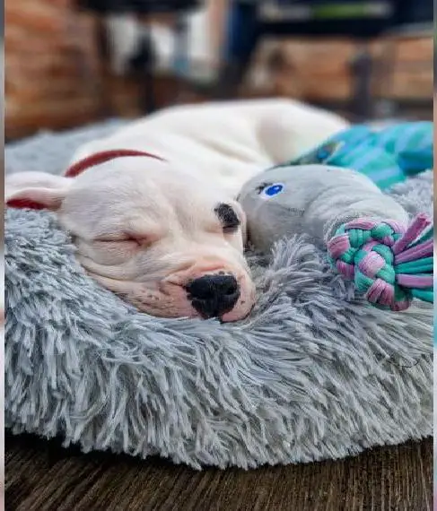 Reinrassige Dogo Argentino Welpen vom Züchter (VDH/ FCI)
