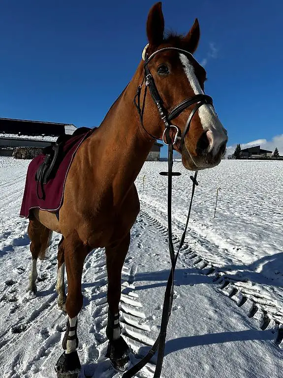 SUCHE: Reitbeteiligung für meinen 8 - jährigen Wallach