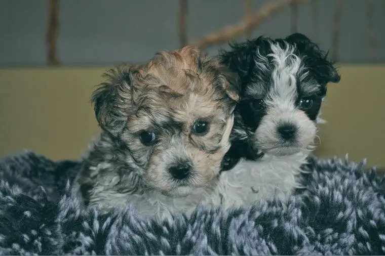 Wunderschöne Yorkipoo Welpen in Sonderlackierung