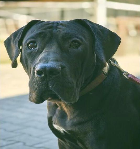 Presa Canario Hündin zu verkaufen