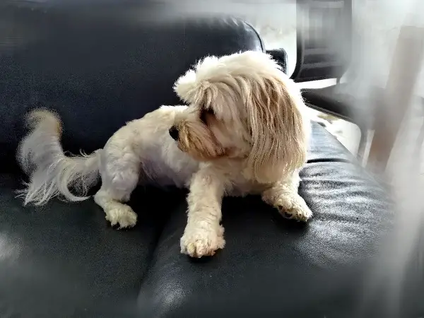 Havaneser Hundedame Bichón Habanero FCI Nr. 250 Deckung