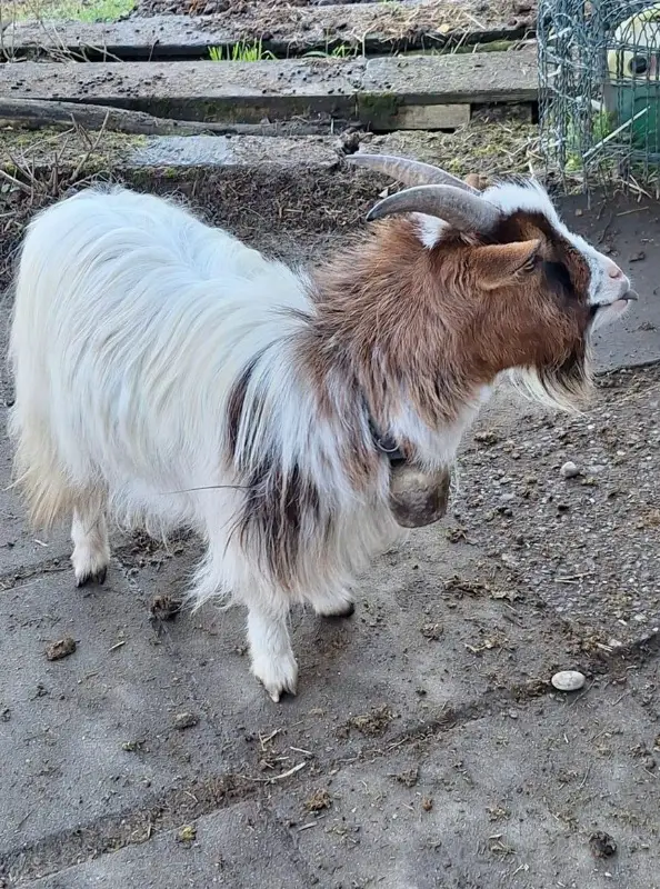 Zwergziegen Bock kastriert sucht dringend neuen Platz