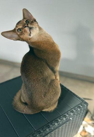 Abessinier Katze /Weiblich 4,5Jahre alt, gechippt, geimpft, kastriert, Erbkrankheiten frei getestet