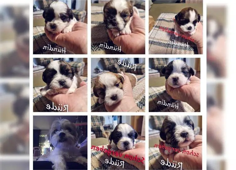Shih Tzu Mix Welpen (3Hündinnen+2 Rüden)