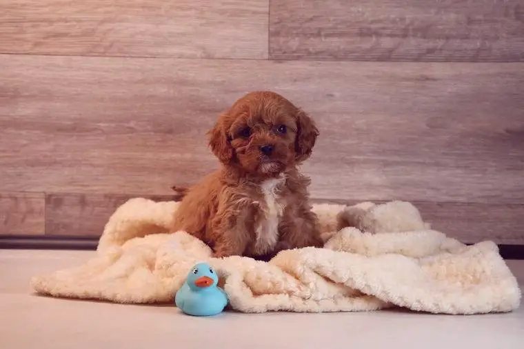 Cavapoo Welpen F1 (Cavalier, Pudel, Havapoo, Toypudel, Maltipoo)