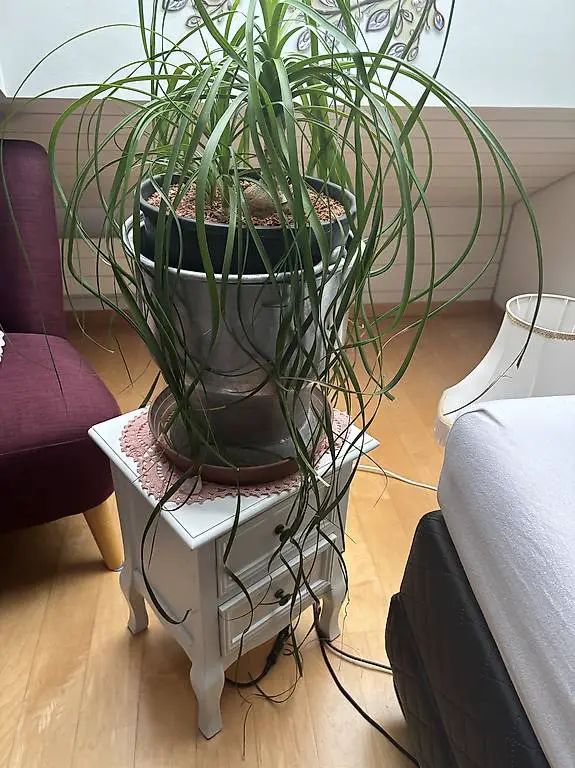 Sehr schöner Elefantenfuss