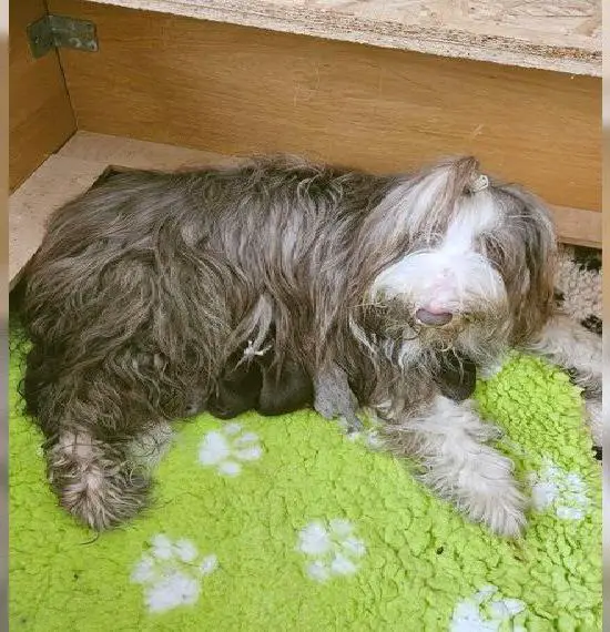 Bearded Collie welpen