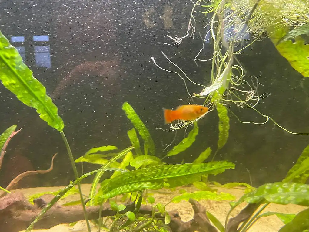 Platys Sunrise