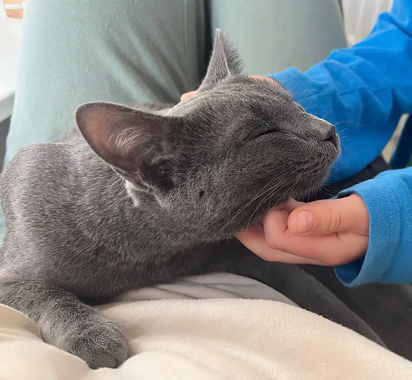 Russisch Blau Einzelprinzessin 9 Monate Kitten