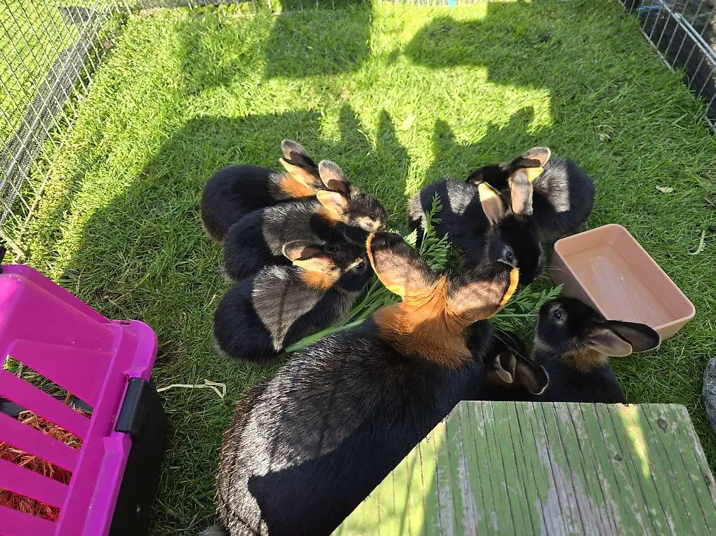 Junge reinrassige Kanninchen zu verkaufen