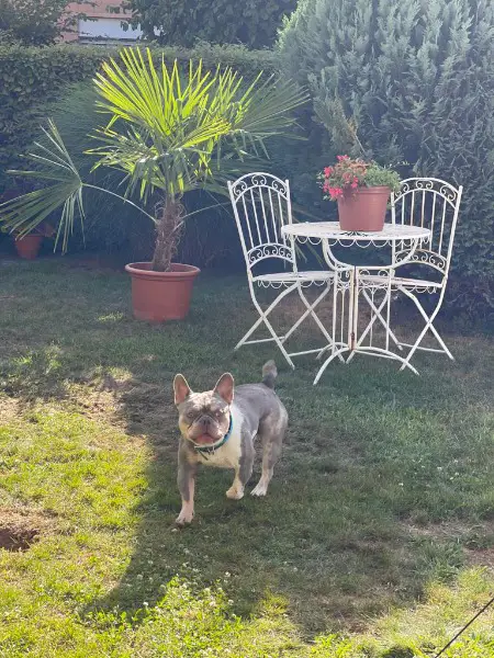 French Bulldog Deckrüde merle, lilac, isabella, creme, blue...