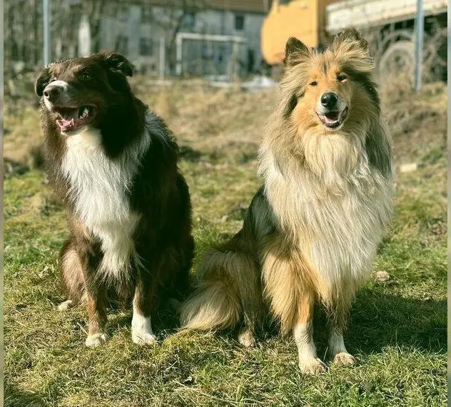 Wurfplanung: Collie x Shepherd