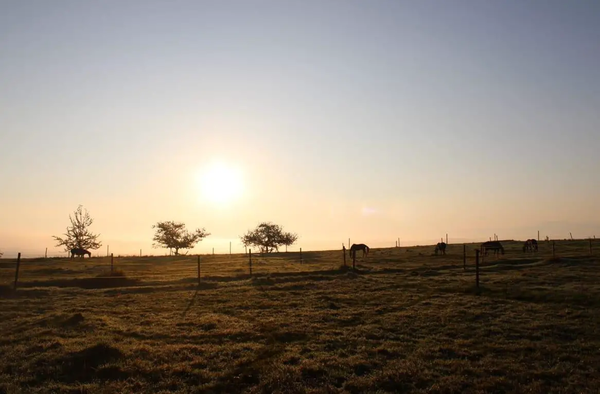 Therapieplatz, Reha & Aufbautraining für dein Pferd