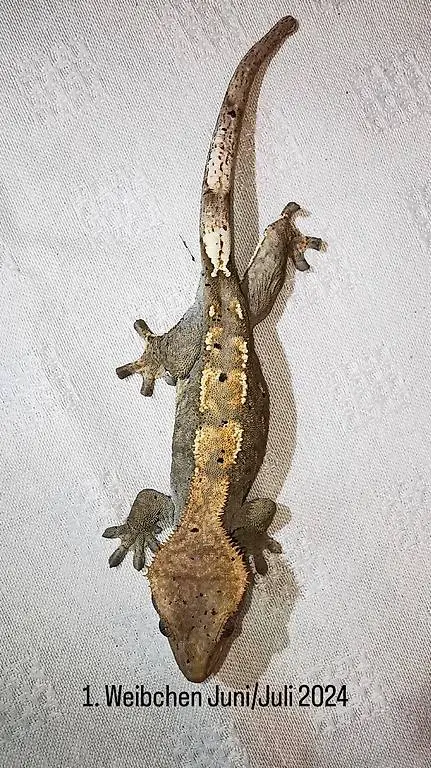 Kronengecko Crested Gecko