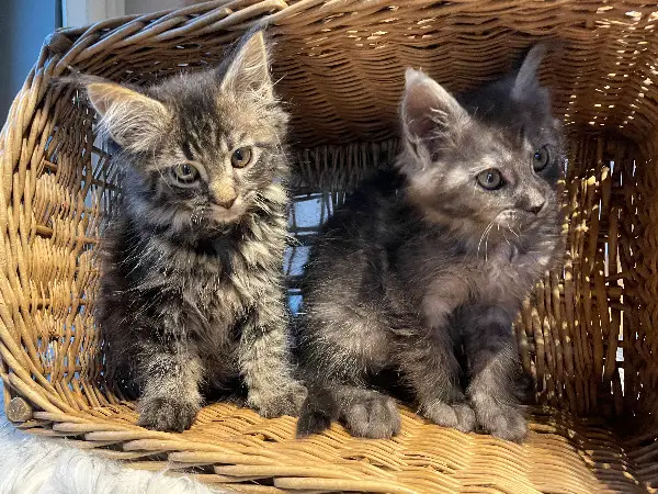 Maine Coon Kitten abzugeben