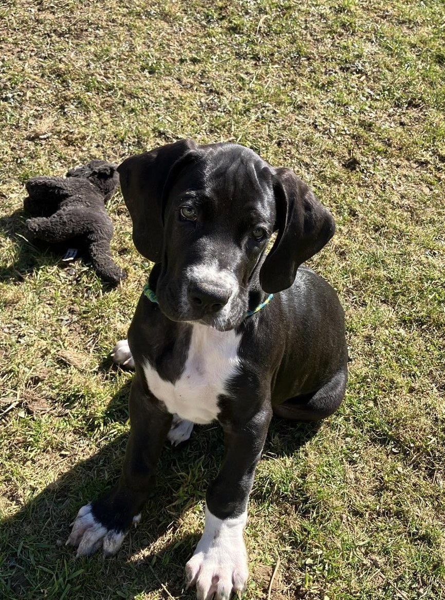 Deutsche Doggen Welpen suchen liebevollen Lebensplatz