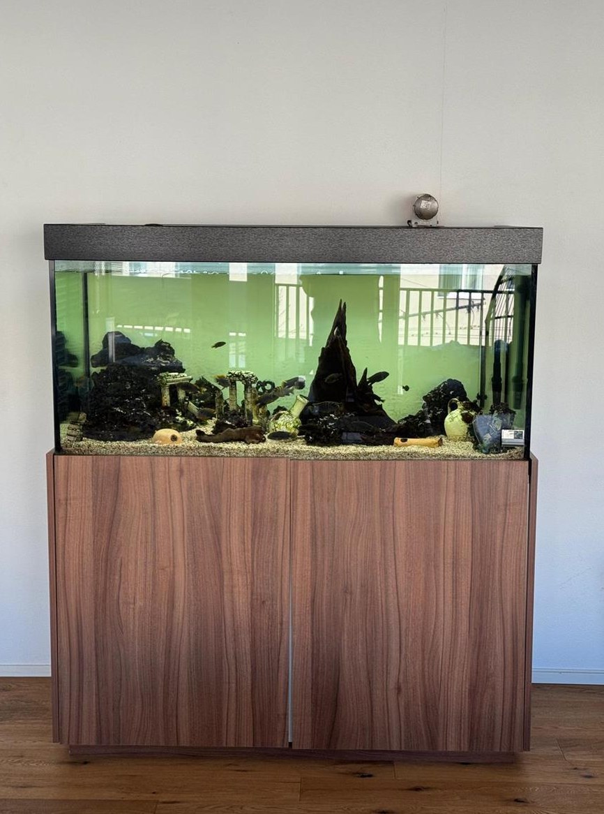 Komplettes Aquarium mit Malawi Süsswasser-Fische