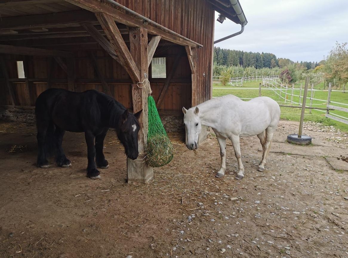 Reitbeteiligung für 2 Pferde in Neukirch an der Thur
