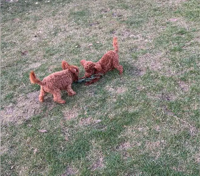 ToyPudel Welpen mit Ahnentafel
