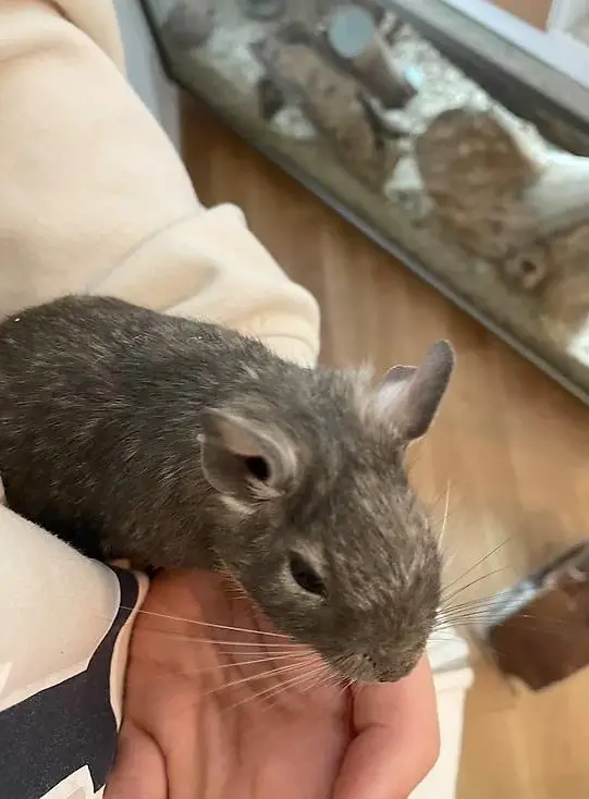 Degu Männchen sucht ein neues Zuhause