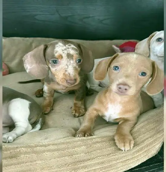 Wunderschöne Zwergdackel Welpen *abgabebereit*