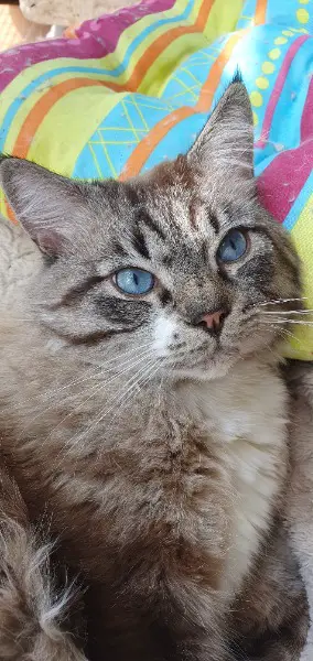 Deckkater Sibir Neva Masquarade